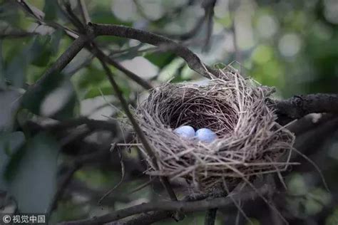 如何讓鳥來築巢|為鳥類造個家｜人工巢箱保育計畫